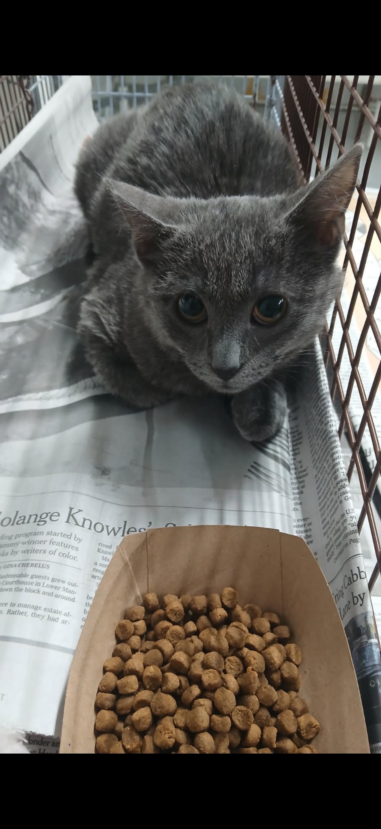 Enlarge Smoochie, an adopted Russian Blue in Las Vegas, NV image 2/2