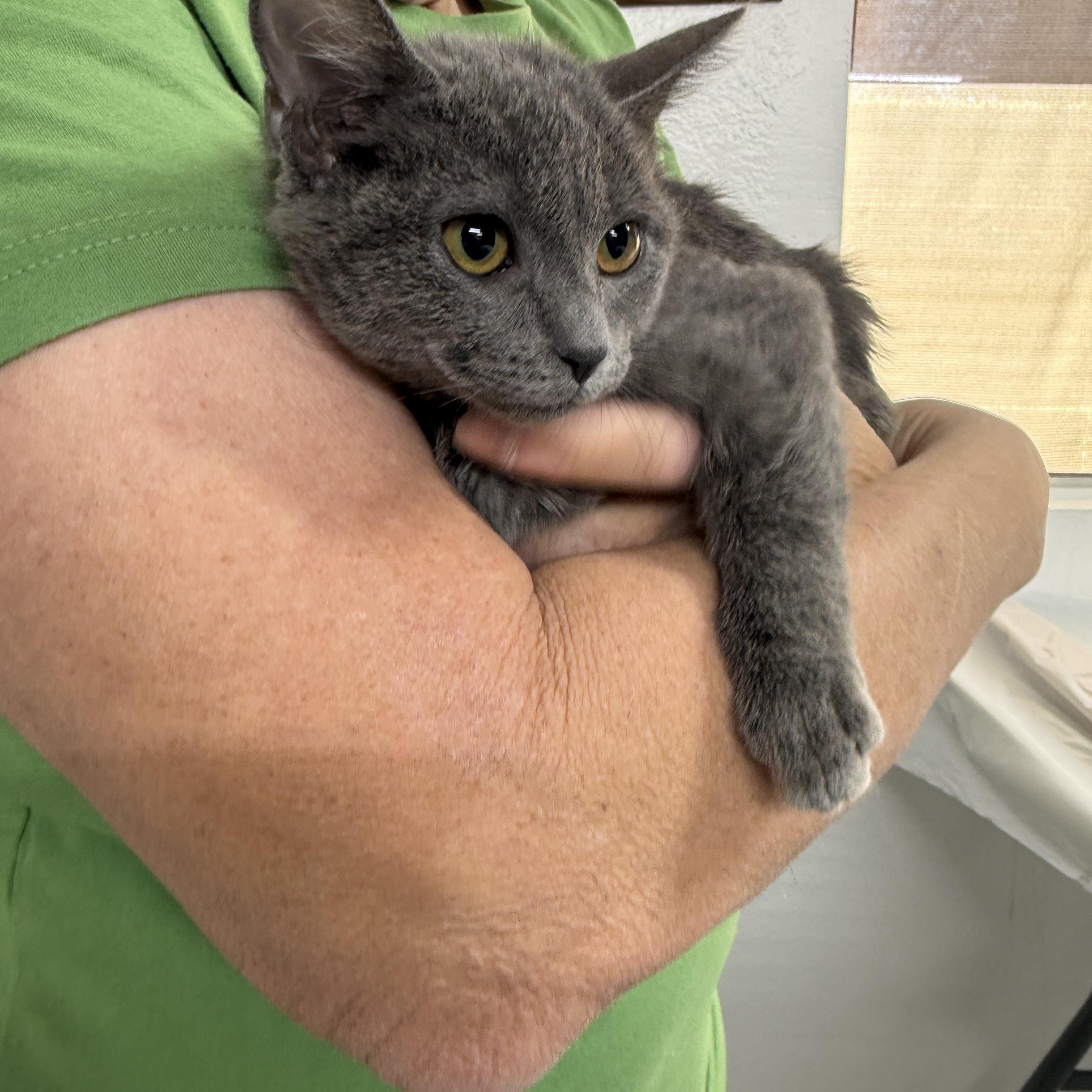 Smoochie, ADOPTABLE, Kitten Female Russian Blue.