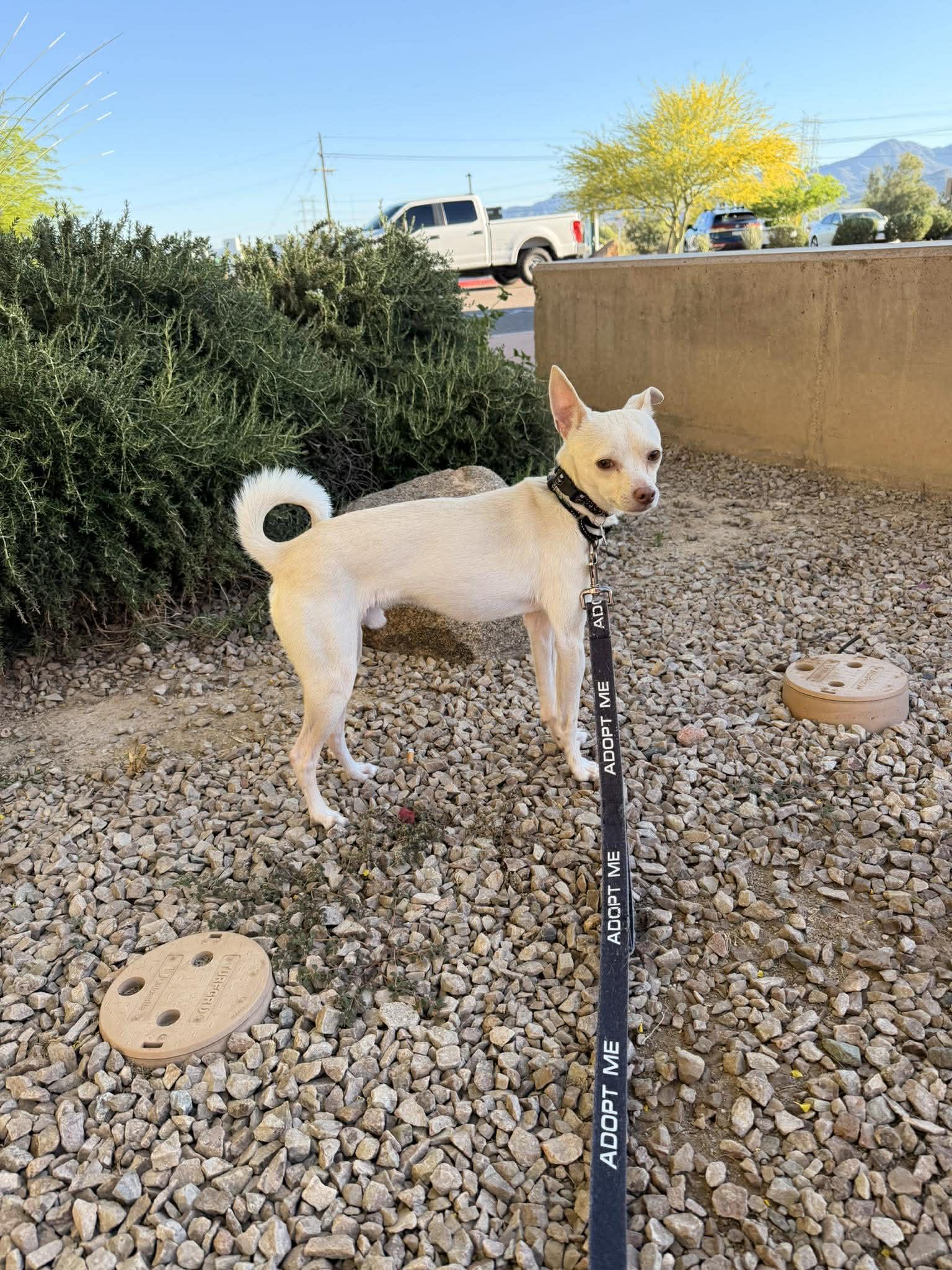 Enlarge Pumba, a ADOPTABLE Rat Terrier in Phoenix, AZ image 4/6