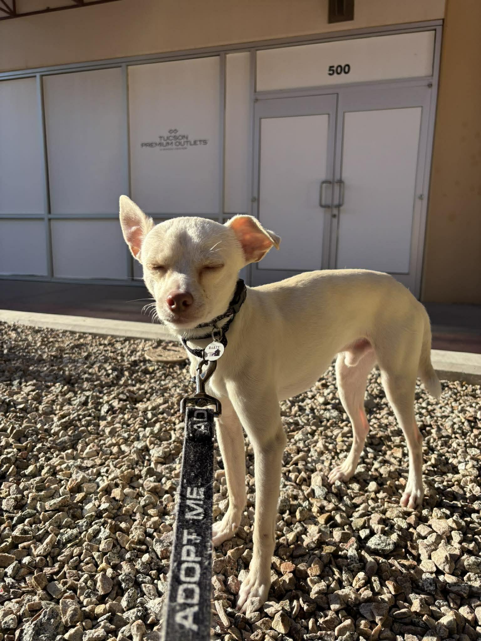 Enlarge Pumba, a ADOPTABLE Rat Terrier in Phoenix, AZ image 5/6