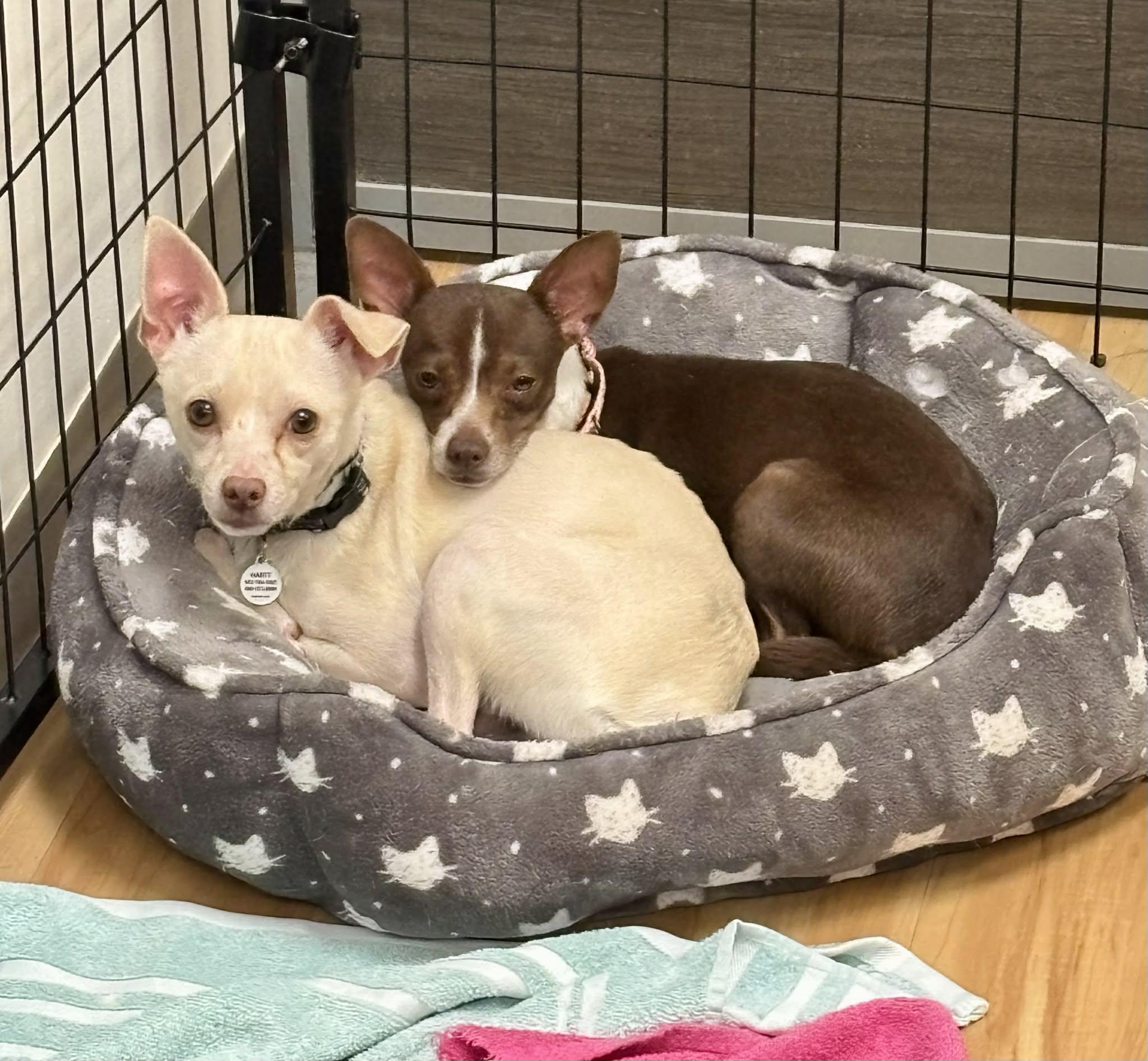 Enlarge Pumba, a ADOPTABLE Rat Terrier in Phoenix, AZ image 2/6