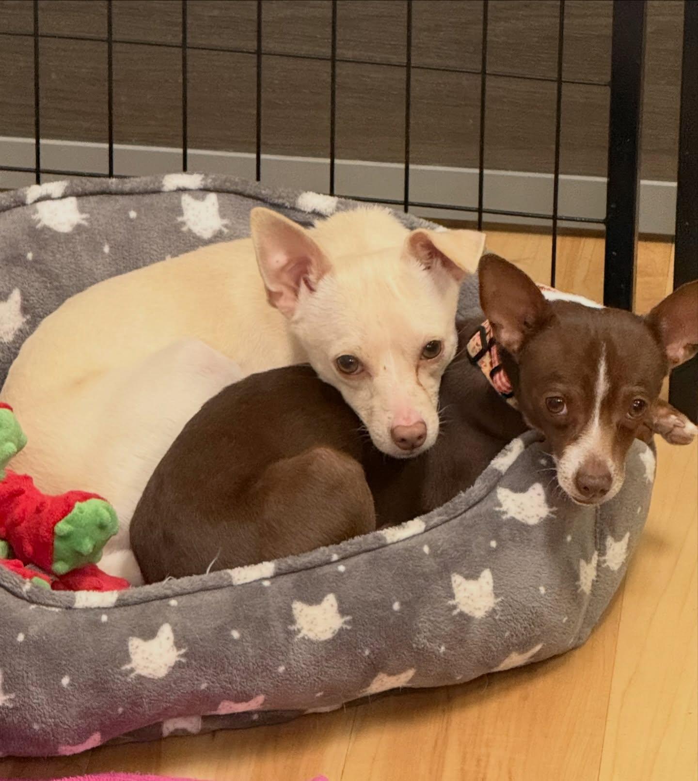 Enlarge Pumba, a ADOPTABLE Rat Terrier in Phoenix, AZ image 3/6