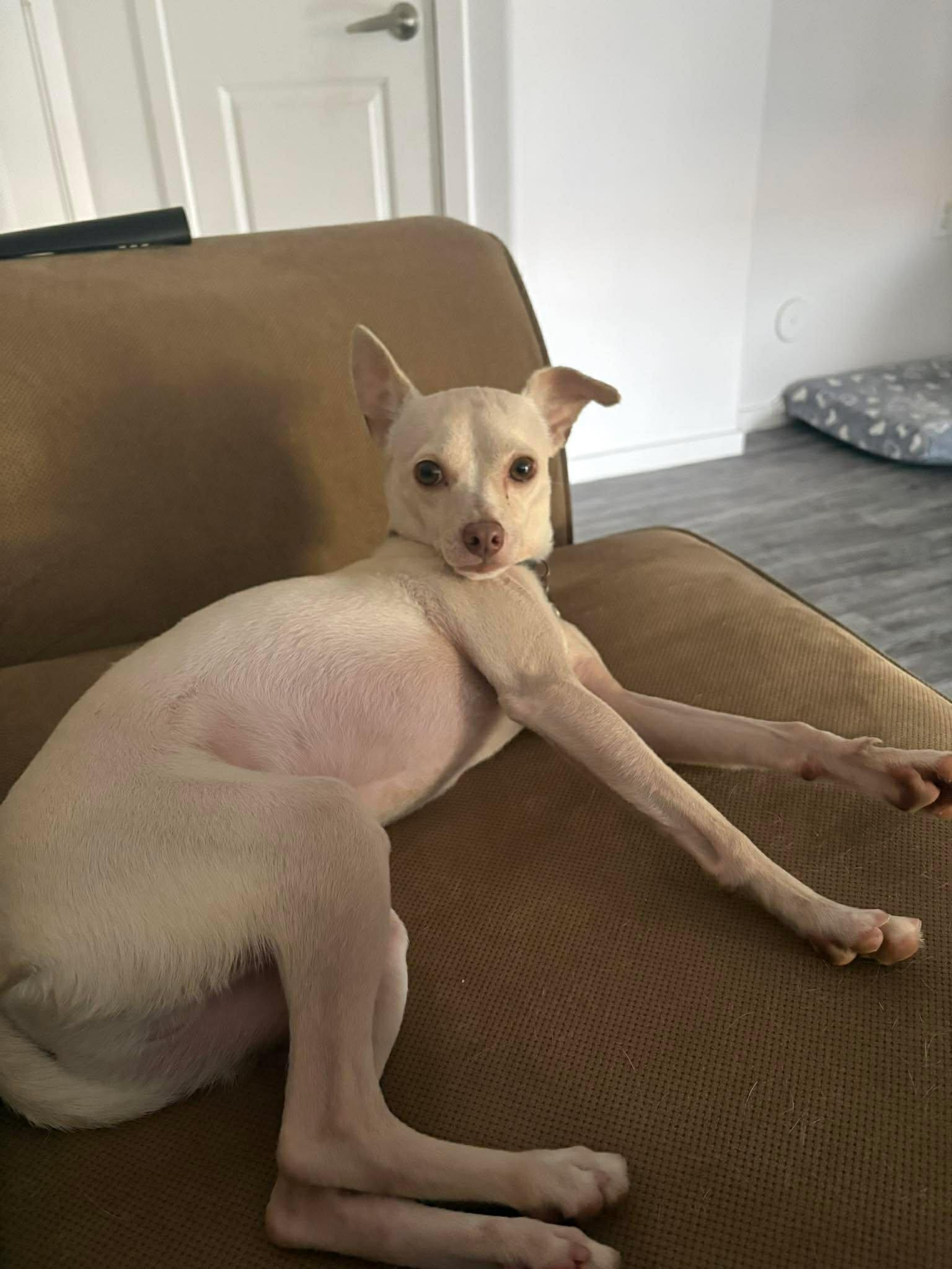 Pumba, ADOPTABLE, Adult Male Rat Terrier.