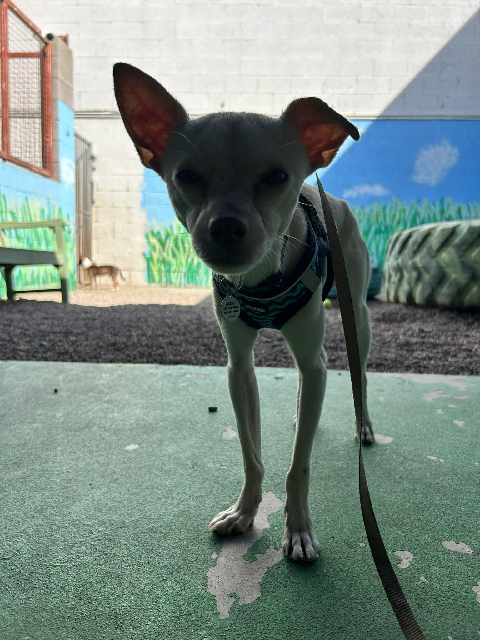 Pumba — thumbnail 2