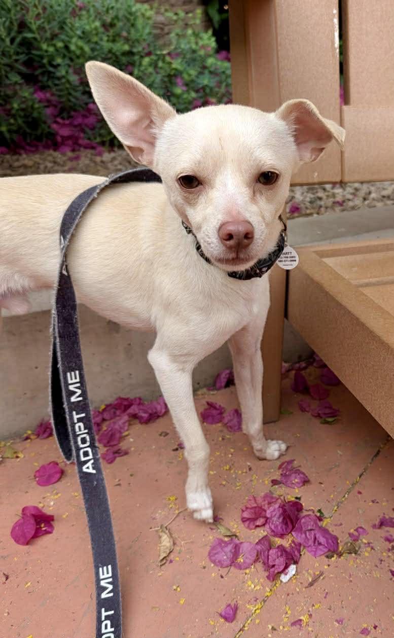 Enlarge Pumba, a ADOPTABLE Rat Terrier in Phoenix, AZ image 1/6
