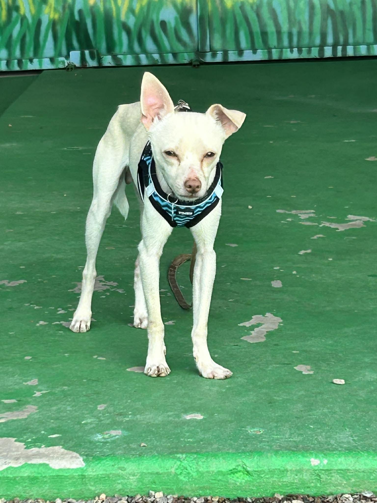 Pumba — thumbnail 3