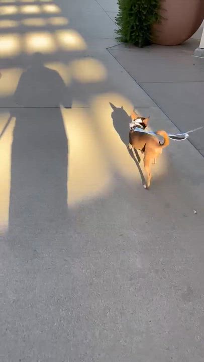 Enlarge Pumba, a ADOPTABLE Rat Terrier in Phoenix, AZ video 6/6