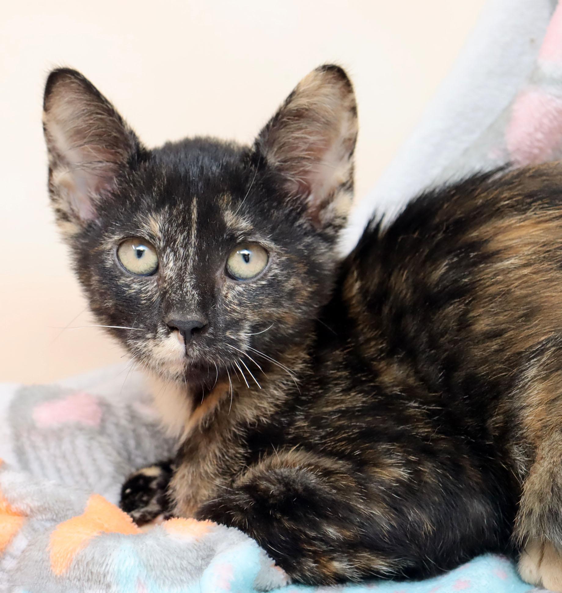 Enlarge Jubilee, an adopted Domestic Short Hair in Tierra Verde, FL image 1/2