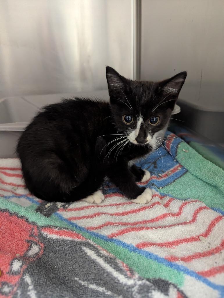 Moon, Adoptable, Kitten Female Domestic Short Hair.