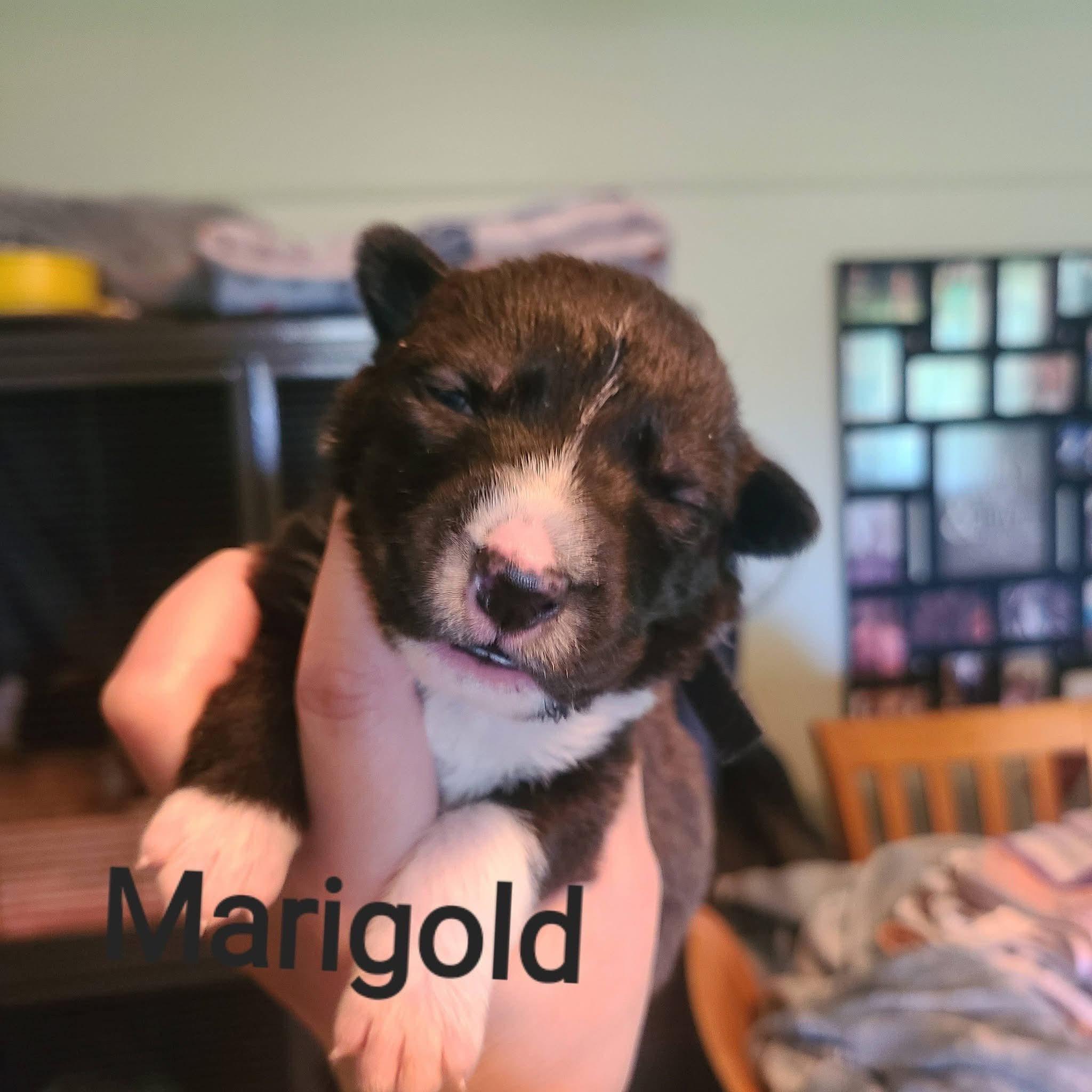 Marigold, ADOPTABLE, Puppy Female Pit Bull Terrier.