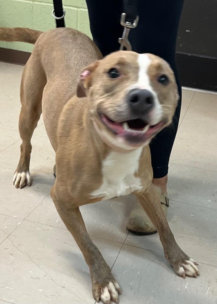 Sadie, Adoptable, Young Female American Staffordshire Terrier & Mixed Breed.