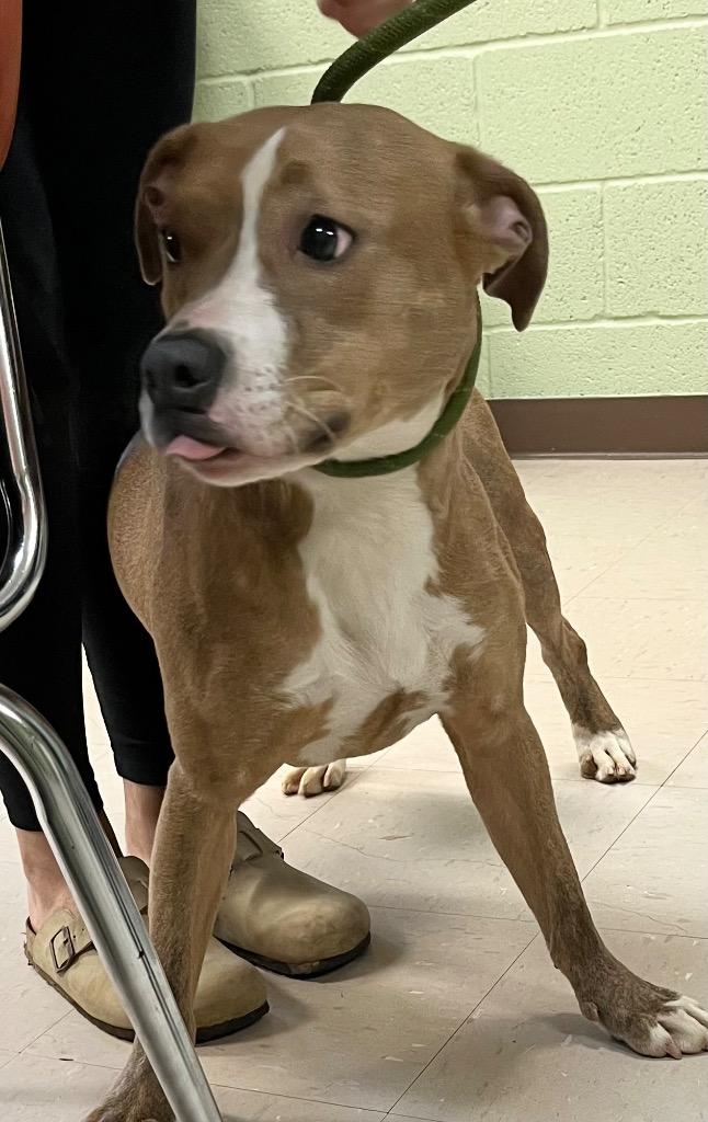 Enlarge Sadie, a Adoptable mixed breed in Burnsville, NC image 2/3