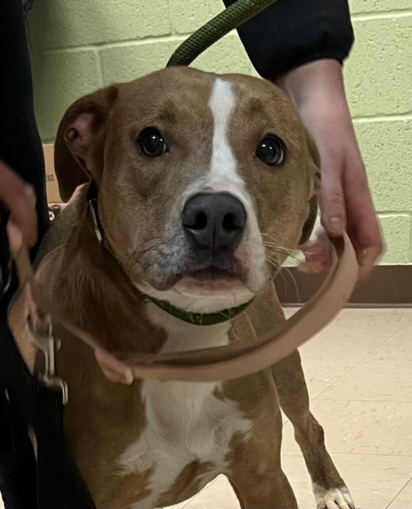 Enlarge Sadie, a Adoptable mixed breed in Burnsville, NC image 3/3