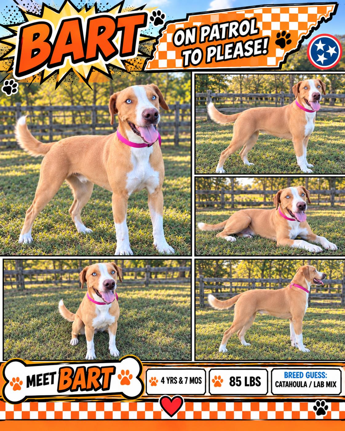 Enlarge BART, a Adoptable mixed breed in Danbury, CT image 1/1