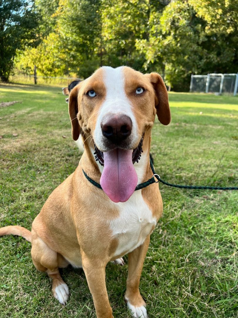 BAM, a Adoptable mixed breed in Jackson, TN image 1/6