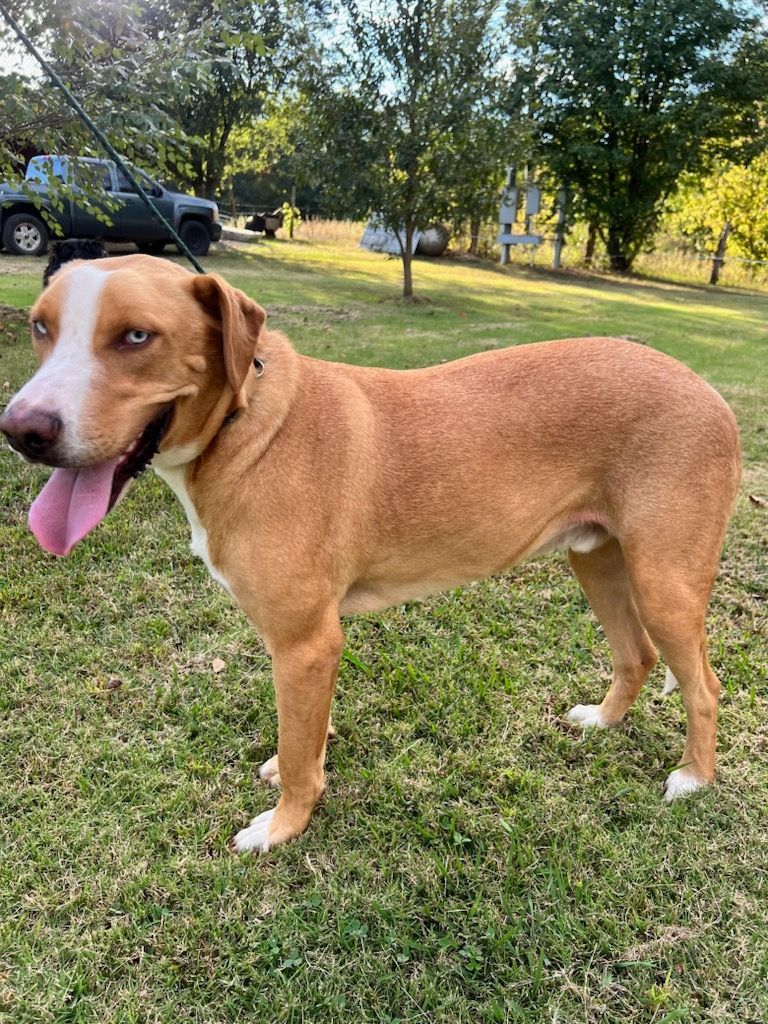 BAM, a Adoptable mixed breed in Jackson, TN image 2/6