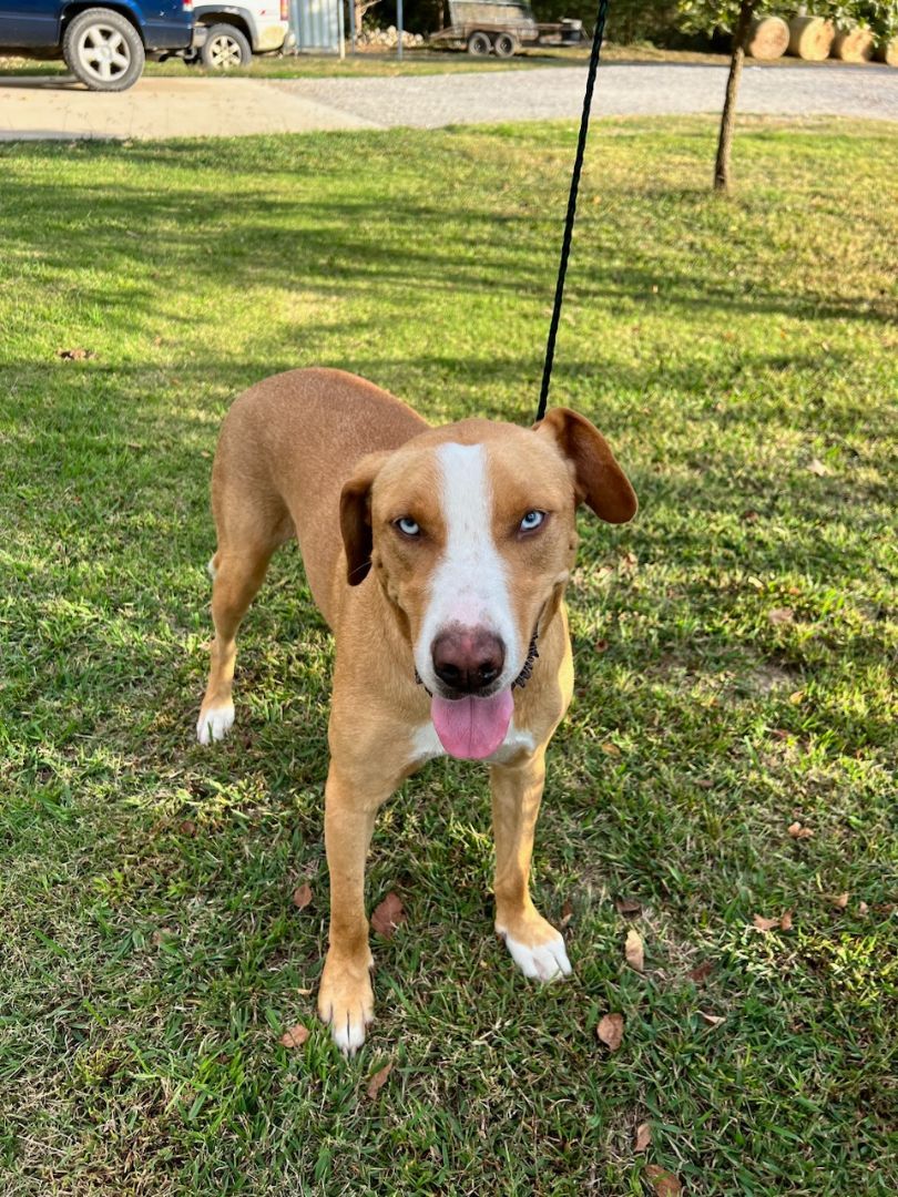 BAM, a Adoptable mixed breed in Jackson, TN image 4/6