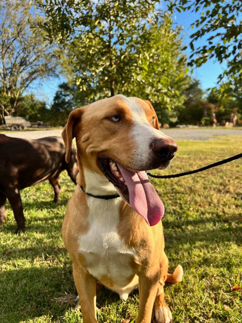 BAM, a Adoptable mixed breed in Jackson, TN image 5/6