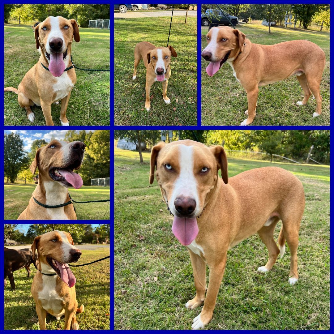 BAM, a Adoptable mixed breed in Jackson, TN image 6/6