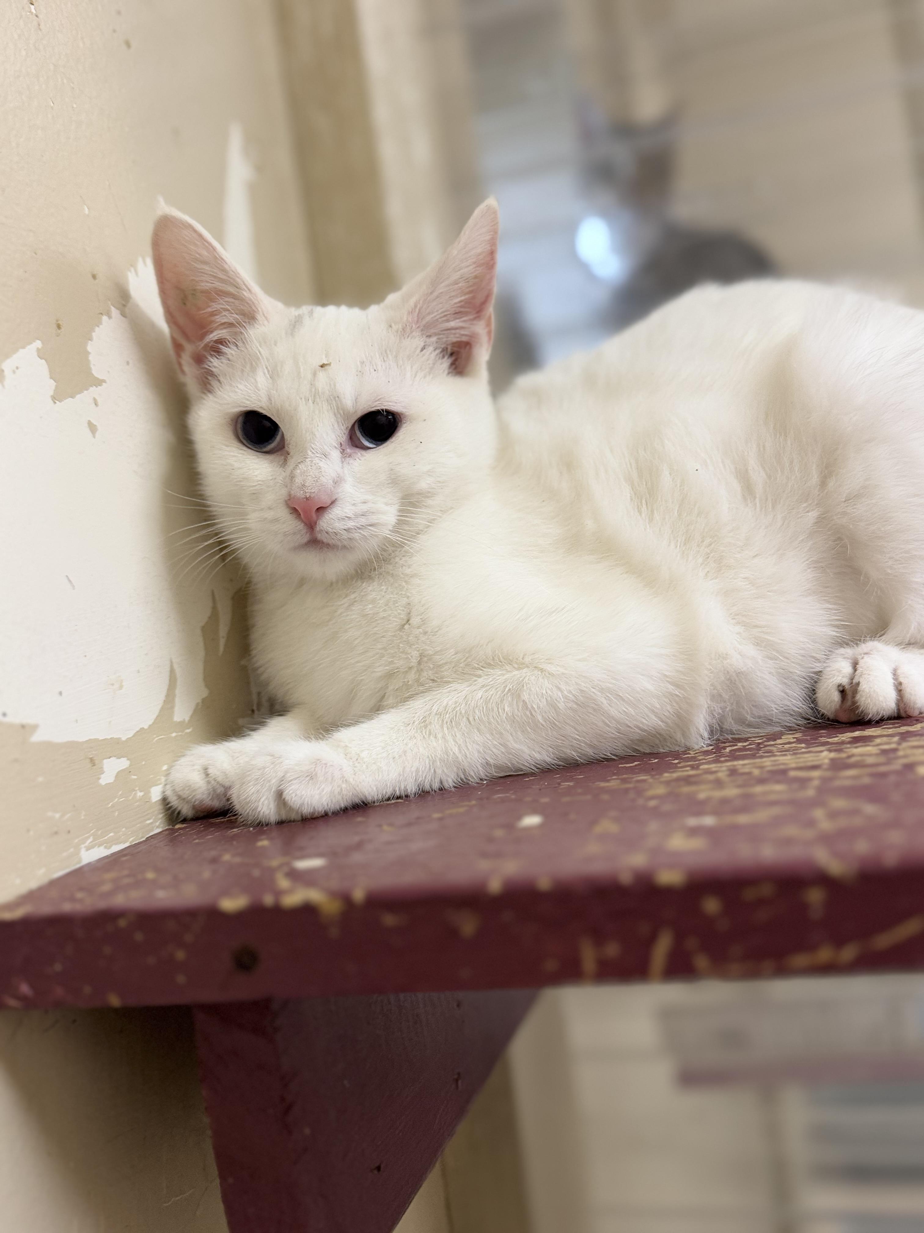 Buffy, Adoptable, Young Female Domestic Short Hair.