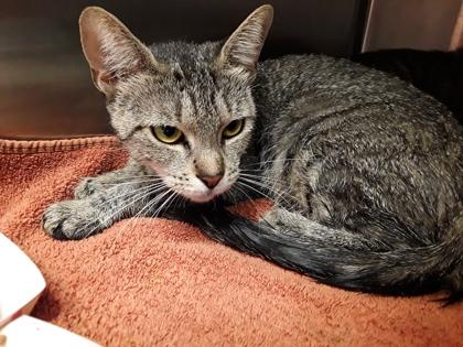 BigCat2, Adoptable, Adult Female Domestic Short Hair & Domestic Short Hair.