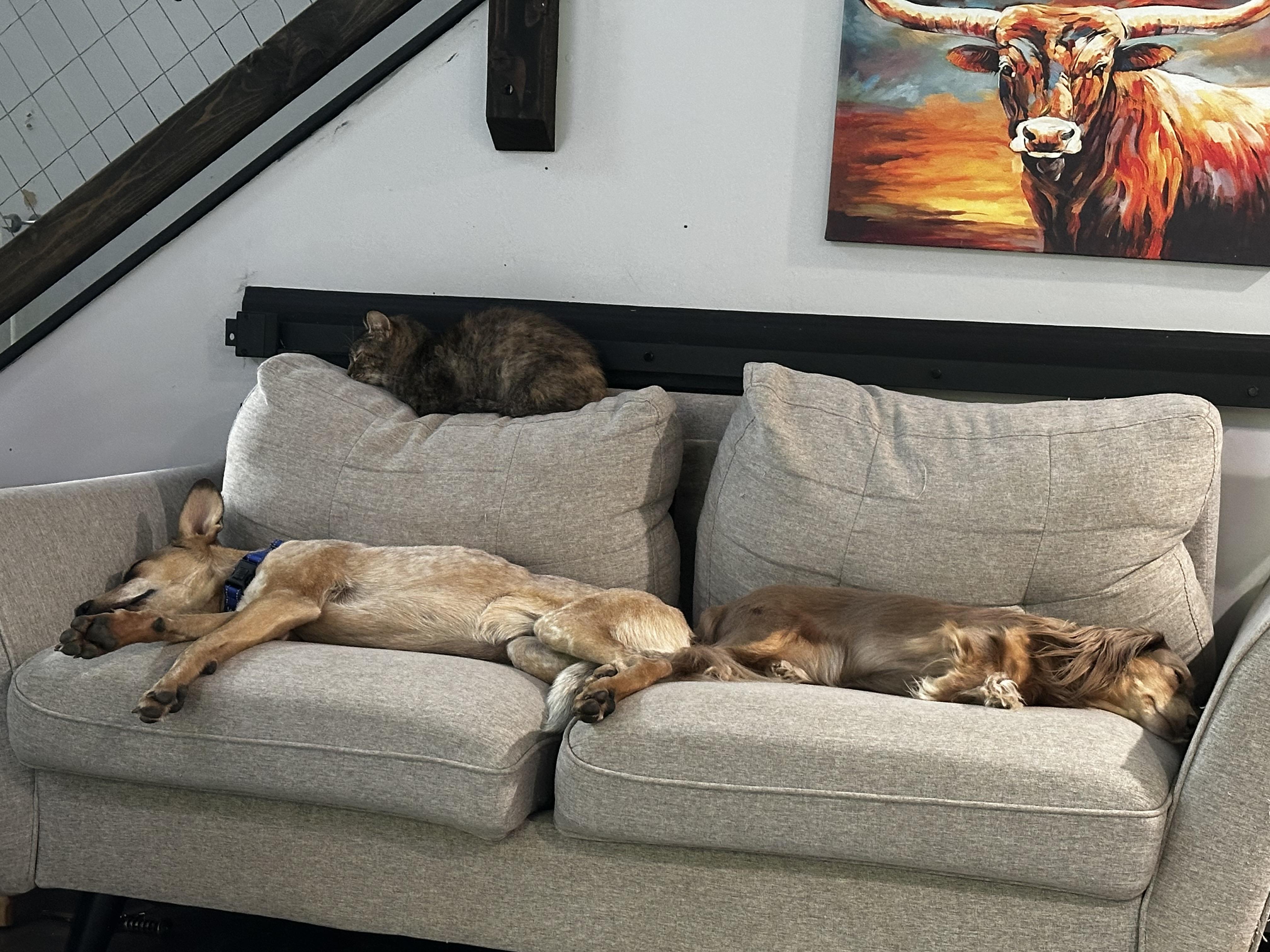 Enlarge Rusty, a Adoptable mixed breed in Bethel, OH image 1/5