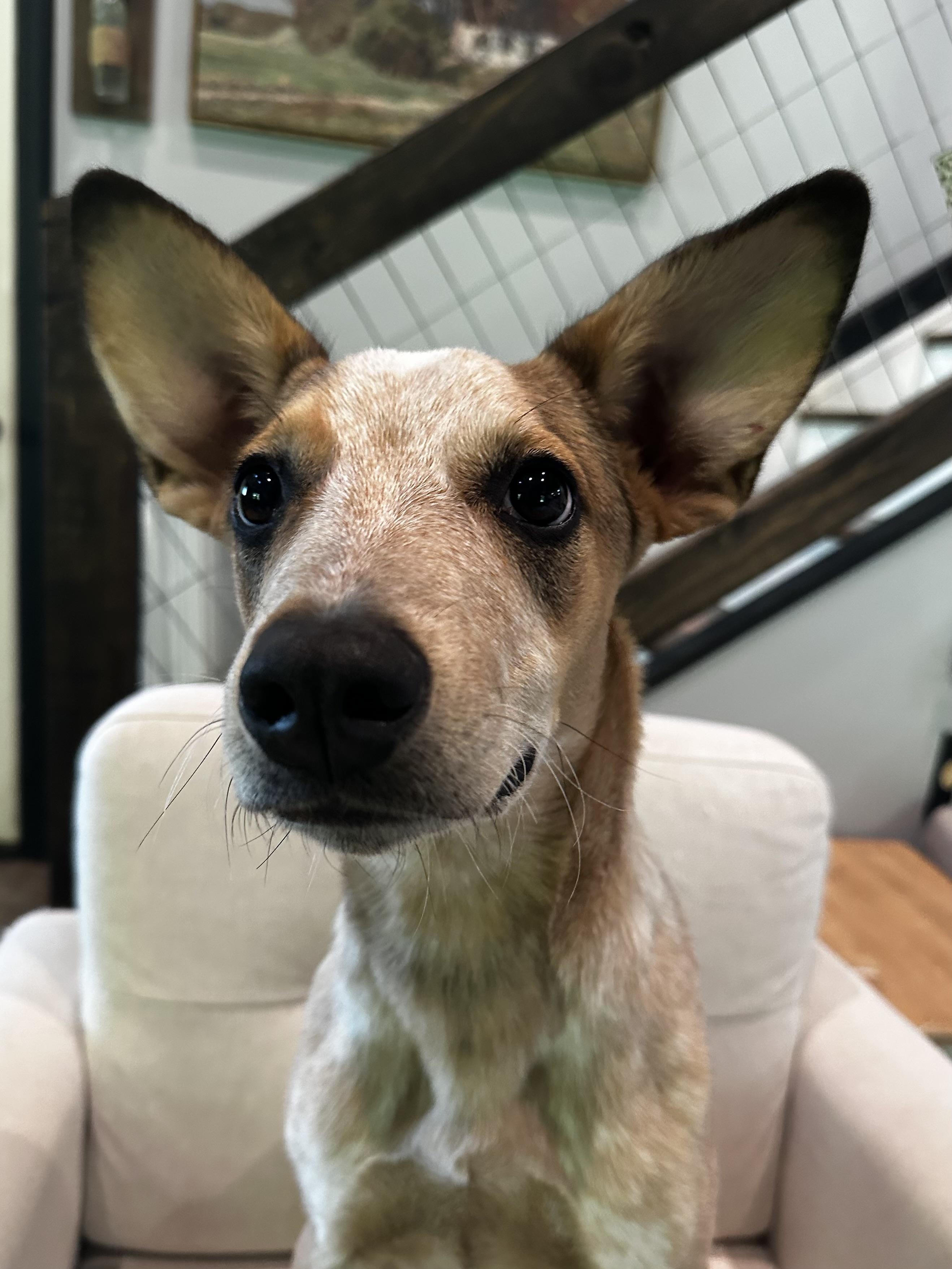 Enlarge Rusty, a Adoptable mixed breed in Bethel, OH image 4/5