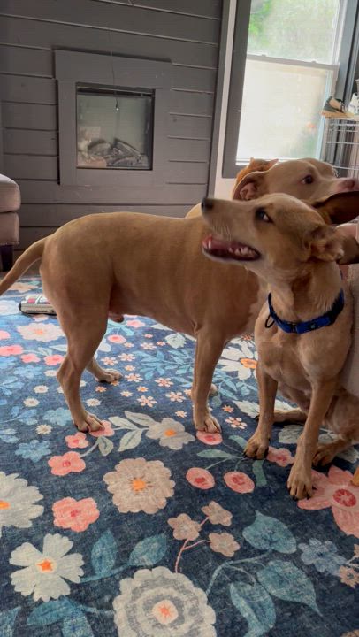 Enlarge Rusty, a Adoptable mixed breed in Bethel, OH video 5/5