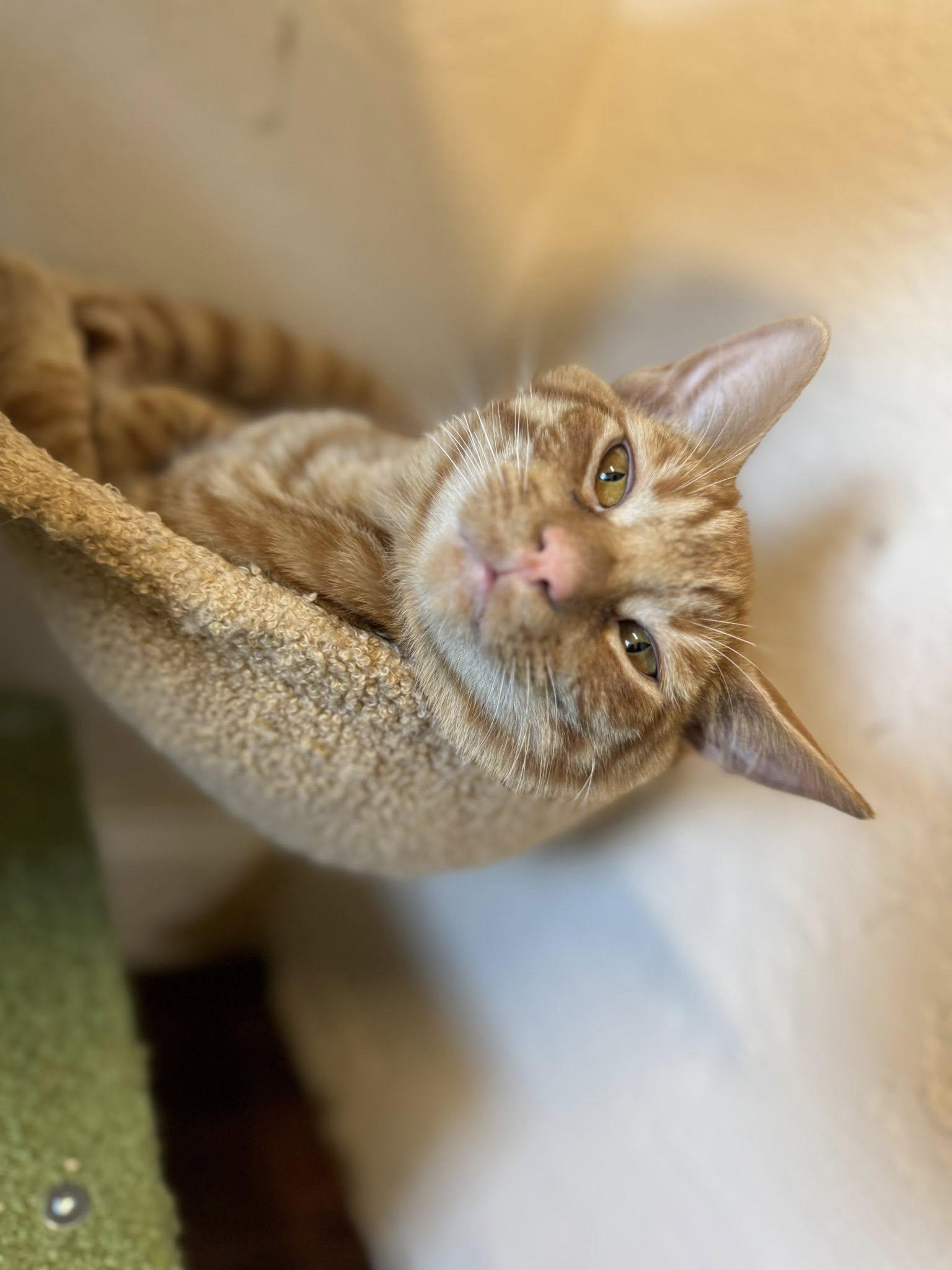 BANKS, an adoptable Domestic Medium Hair in Prineville, OR, 97754 | Photo Image 1