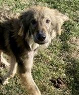 Axel, ADOPTABLE, Adult Male German Shepherd Dog.