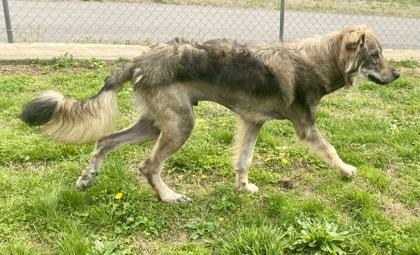 Enlarge Axel, a ADOPTABLE German Shepherd Dog in Glasgow, KY image 2/3