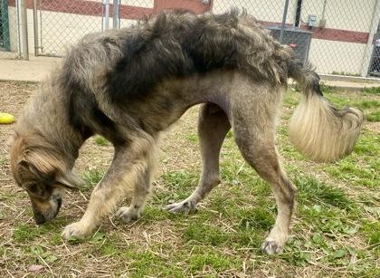 Enlarge Axel, a ADOPTABLE German Shepherd Dog in Glasgow, KY image 3/3