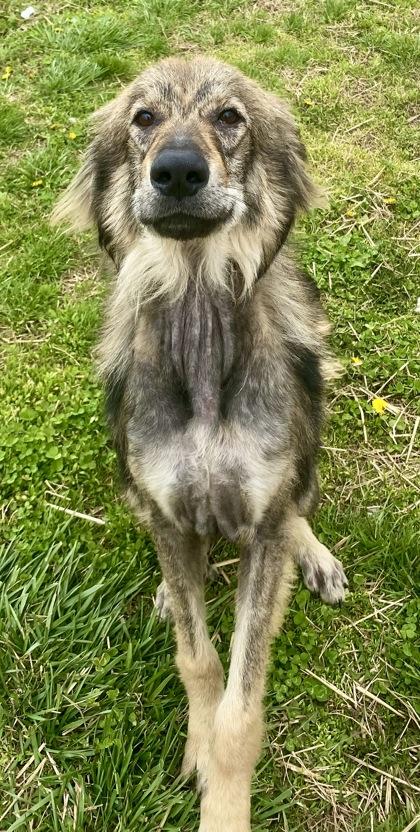 Axel, ADOPTABLE, Adult Male German Shepherd Dog.