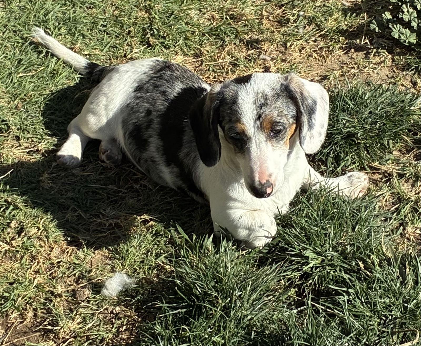 Enlarge Gabby, a Adoptable Dachshund in Hesperia, CA image 2/2