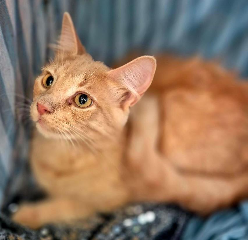 Enlarge Ruger, a ADOPTABLE Domestic Long Hair in Ocean Springs, MS image 3/5