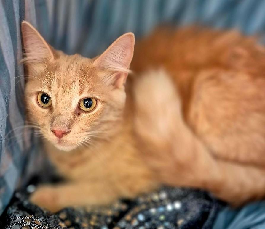 Enlarge Ruger, a ADOPTABLE Domestic Long Hair in Ocean Springs, MS image 4/5