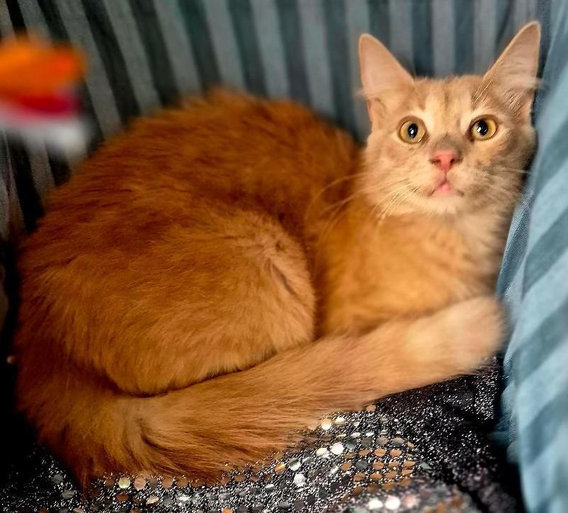 Enlarge Ruger, a ADOPTABLE Domestic Long Hair in Ocean Springs, MS image 5/5