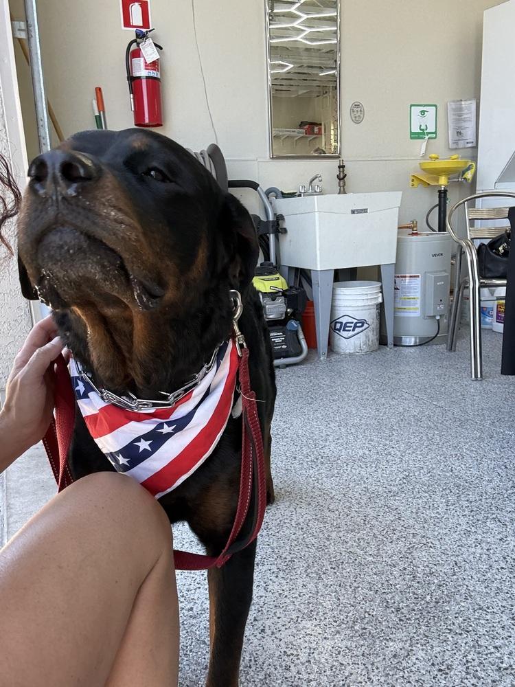 Jackson, a Adoptable Rottweiler in Gilbert, AZ image 1/4