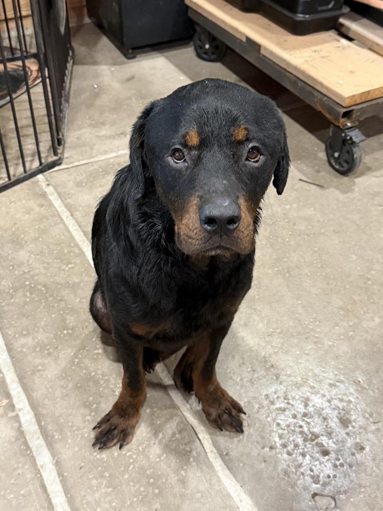 Enlarge Jackson, a Adoptable Rottweiler in Gilbert, AZ image 1/5