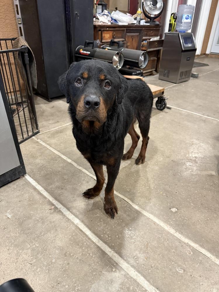 Enlarge Jackson, a Adoptable Rottweiler in Gilbert, AZ image 2/5