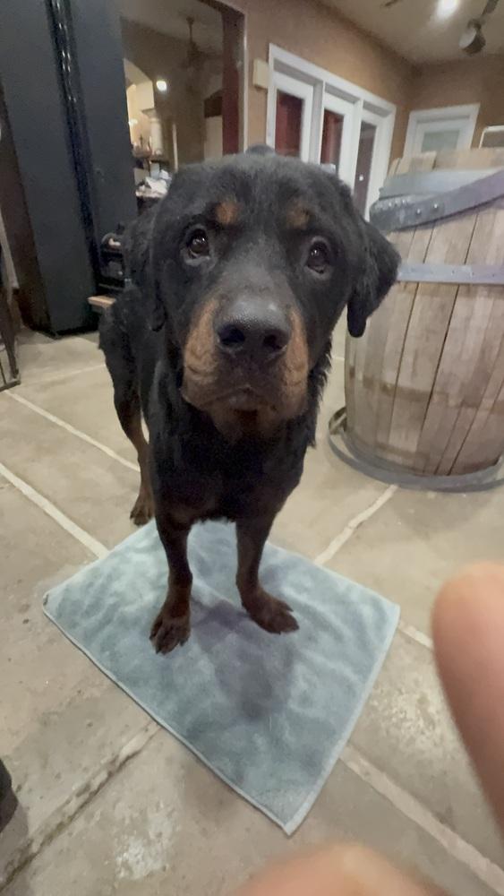 Enlarge Jackson, a Adoptable Rottweiler in Gilbert, AZ image 3/5