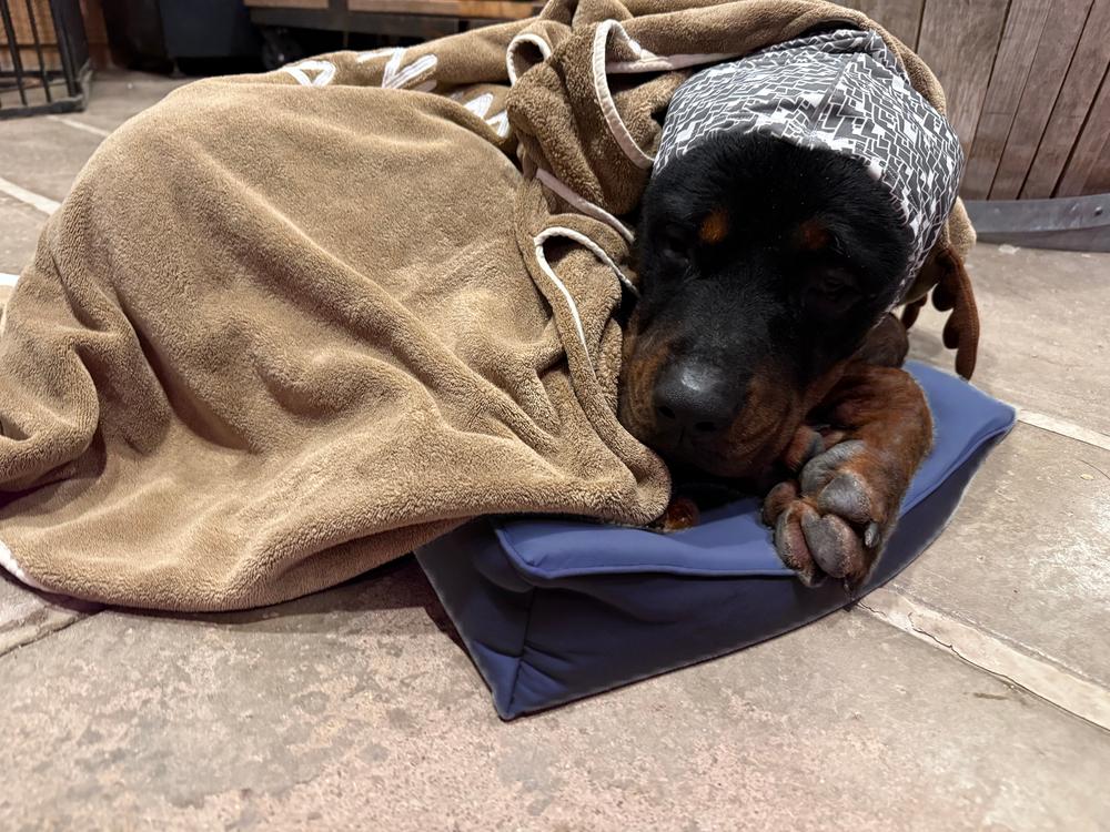 Enlarge Jackson, a Adoptable Rottweiler in Gilbert, AZ image 4/5