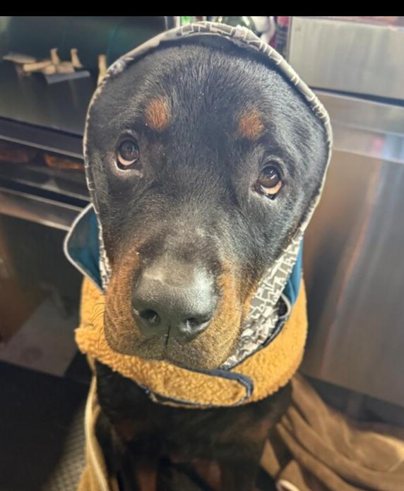 Enlarge Jackson, a Adoptable Rottweiler in Gilbert, AZ image 5/5