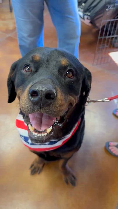 Enlarge Jackson, a Adoptable Rottweiler in Gilbert, AZ video 4/4