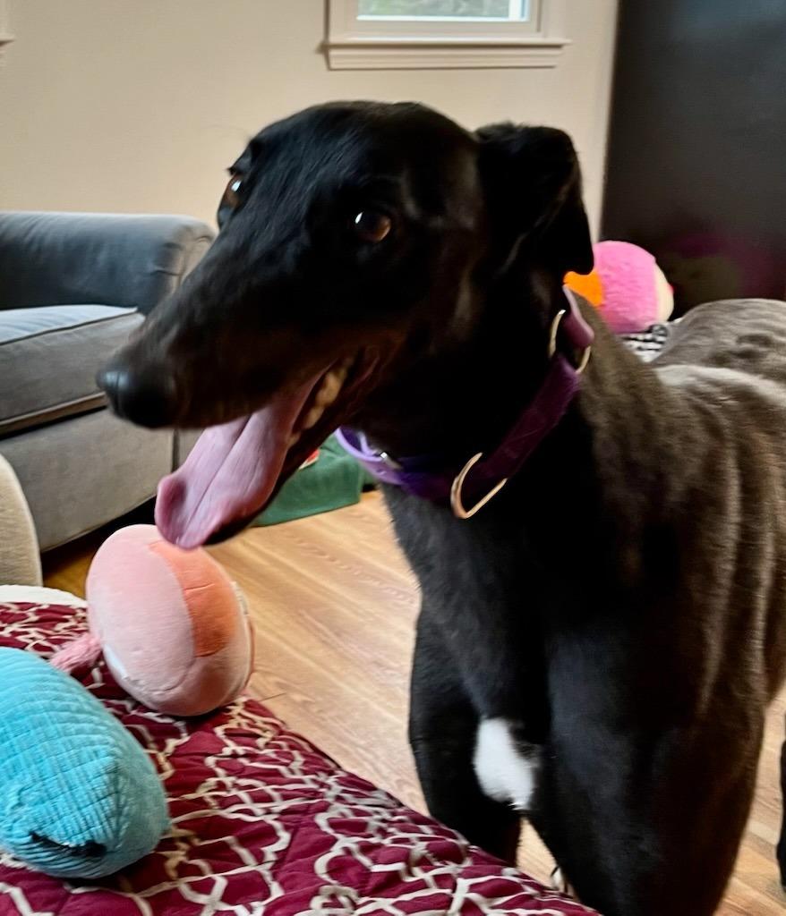 Eric, Adoptable, Young Male Greyhound.