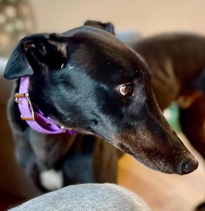 Enlarge Eric, a Adoptable Greyhound in Hopkinton, MA image 2/4