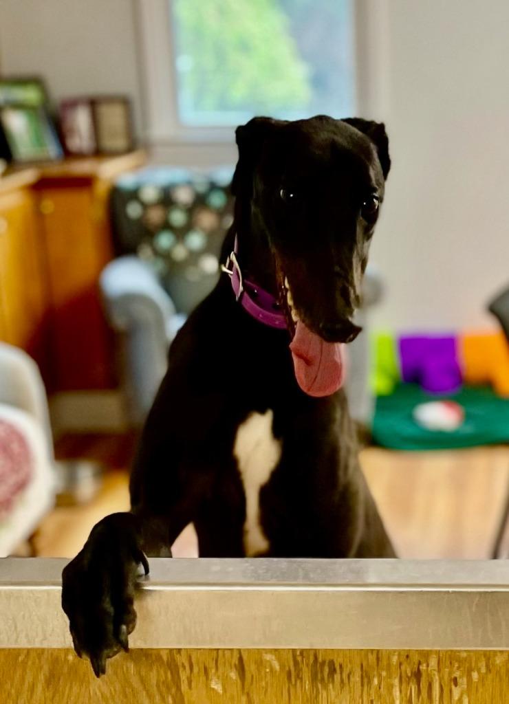 Enlarge Eric, a Adoptable Greyhound in Hopkinton, MA image 3/4