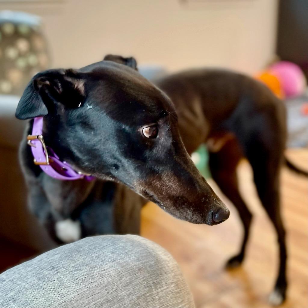 Enlarge Eric, a Adoptable Greyhound in Hopkinton, MA image 4/4