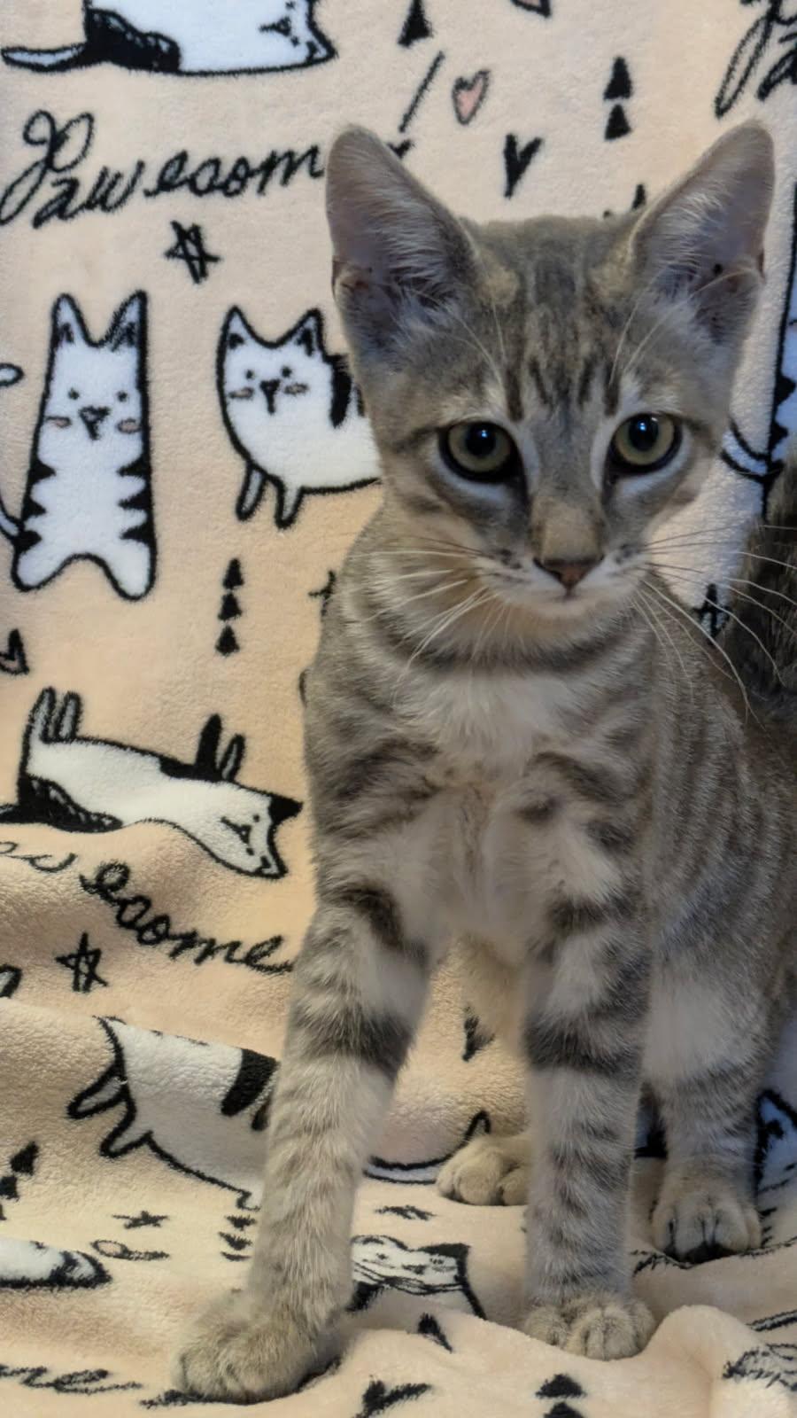 Roy Rogers, adopted, Kitten Male Domestic Short Hair.