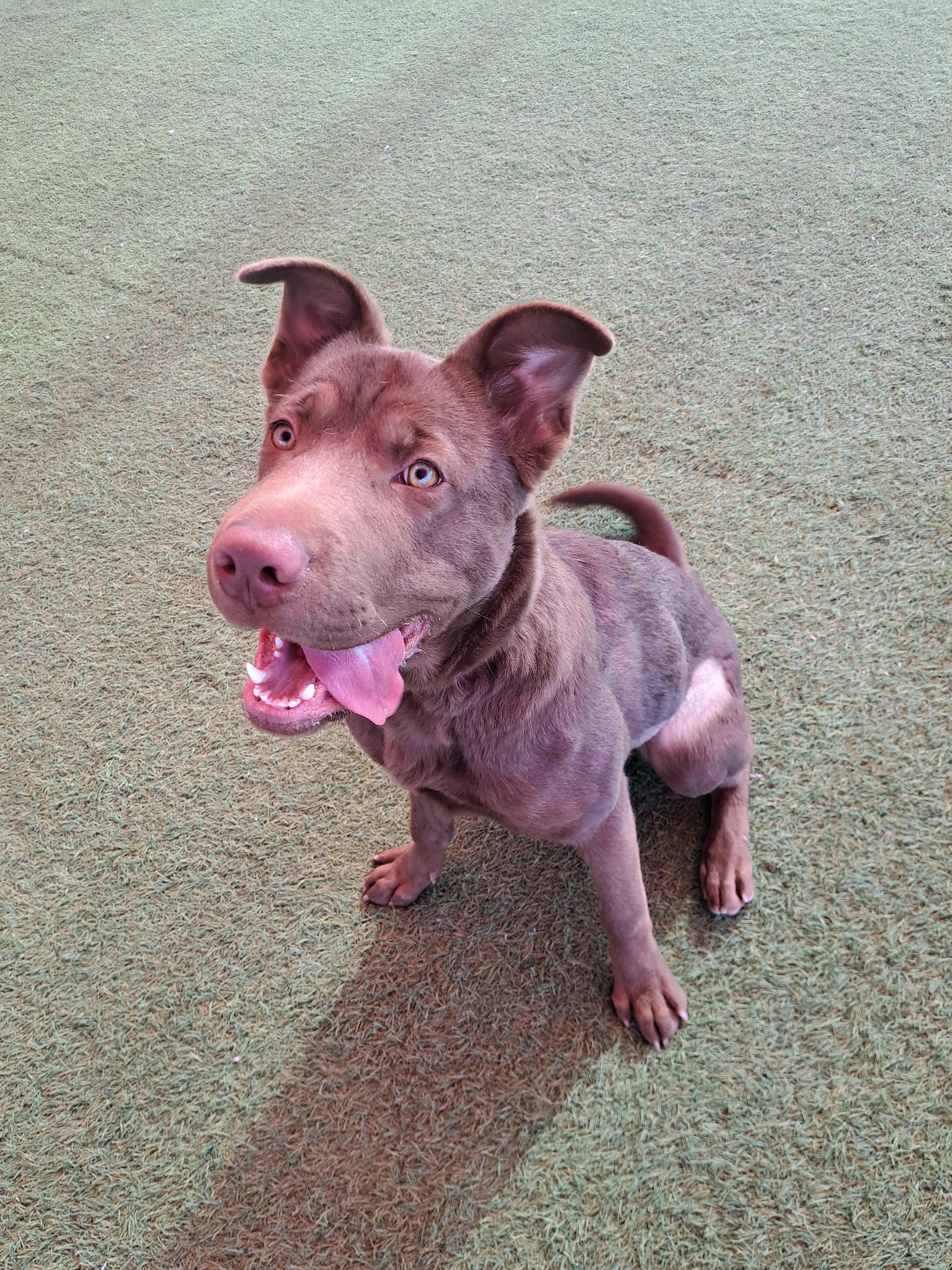 Daisy Mae, ADOPTABLE, Young Female Shar-Pei & Chocolate Labrador Retriever.